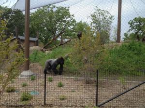 Como Zoo gorilla forest